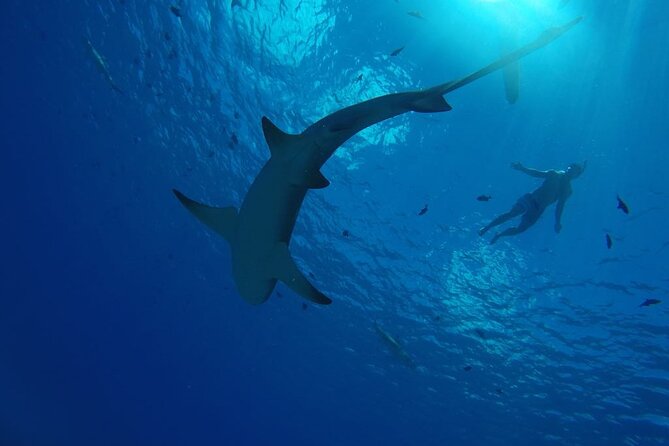 SHARED HALF DAY LAGOON TOUR - Bora Bora Cultural Lagoon Tour - Coral Gardens Filled With Tropical Fish