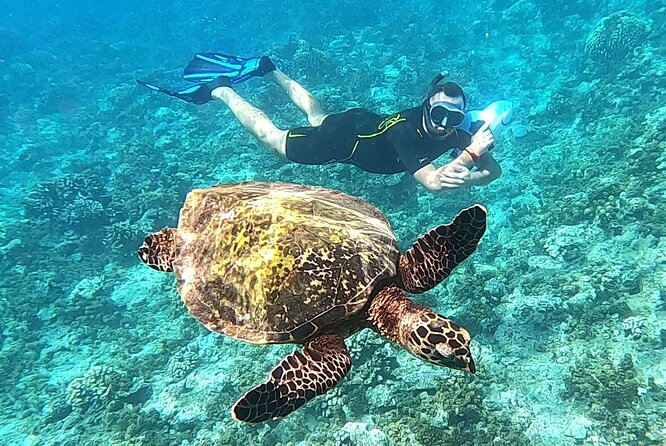 Shared Transfer : Moorea Airport (or) Pier to Hotel - Is $19 Good Value?