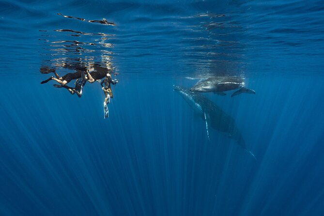 Shared Whale Expedition - Setting out from Moorea Marina