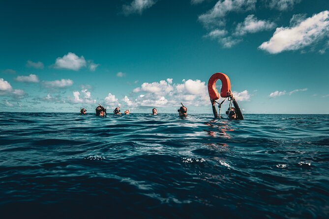 Shared Whale Expedition - Searching the water, then entering it