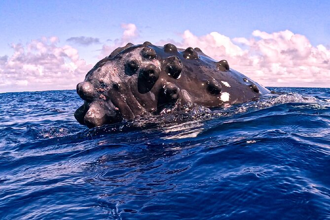 Shared Whale Expedition - What the swimming actually demands