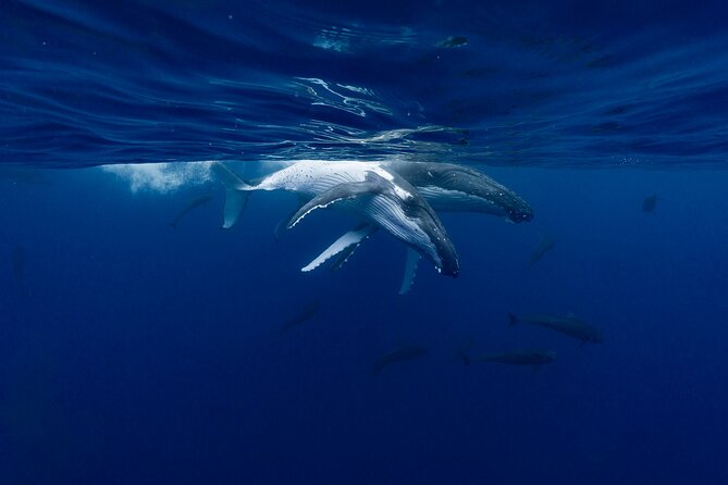 Shared Whale Expedition - Mother whales, calves, and unforgettable behavior