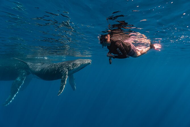 Shared Whale Expedition - The value of $242.93