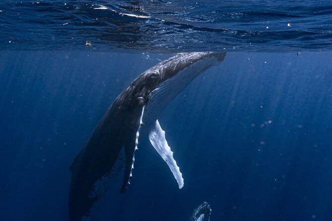Shared Whale Expedition - Why six people changes the experience