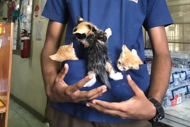 Shelter Visit & Tour - Meeting the puppies, kittens, dogs, and cats