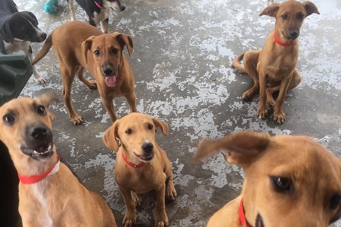Shelter Visit & Tour - Family suitability and animal handling