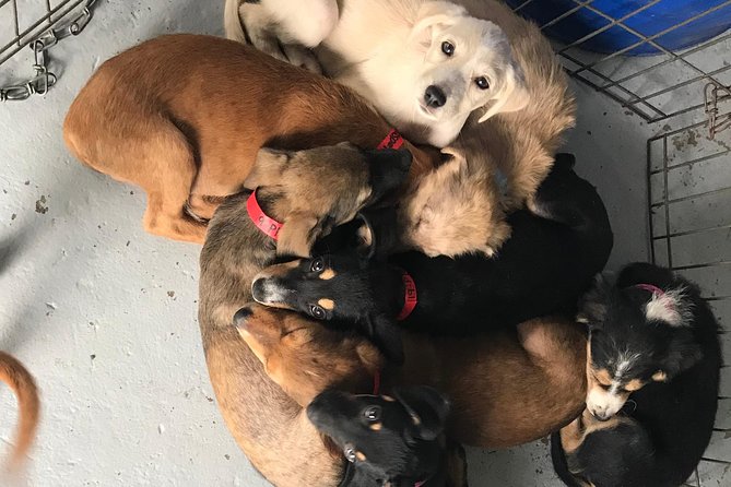 Shelter Visit & Tour - Booking, pickup, and the one practical warning