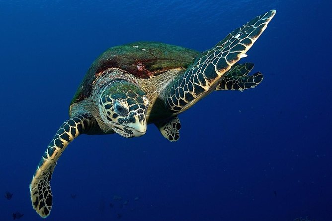 Small group snorkeling (5 people max): Turtles at 7:30am - Why The Source makes this Tahiti tour special