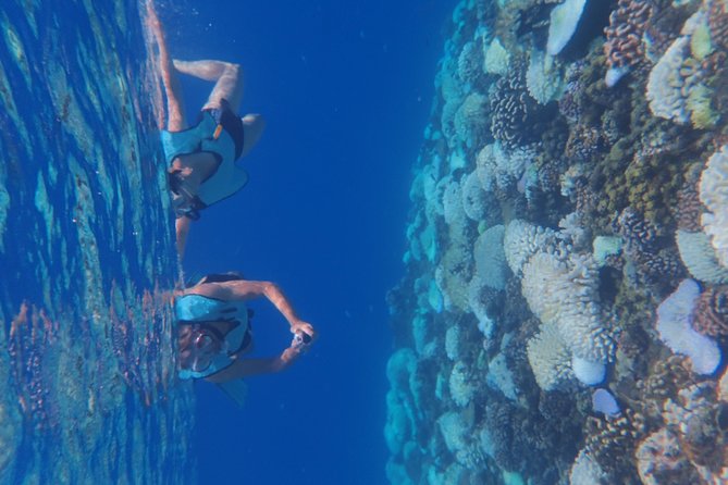 Small group snorkeling (5 people max): Turtles at 7:30am - Fifty minutes with turtles, coral, and reef fish