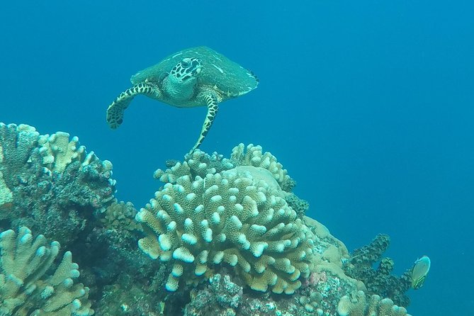 Small group snorkeling (5 people max): Turtles at 7:30am - Captain Benoit’s personal approach