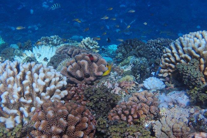 Small group snorkeling (5 people max): Turtles at 7:30am - Is $104.65 a fair price?