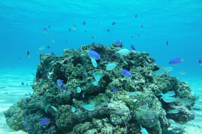 Small group snorkeling (5 people max): wrecks & tropical fishes at 1:00pm - Who will enjoy this tour most
