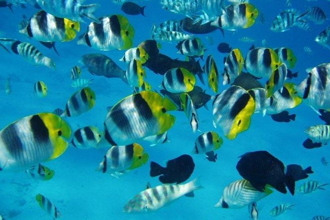 Small group snorkeling (5 people max): wrecks & tropical fishes at 10:30am - Tropical Fish and the Coral Garden