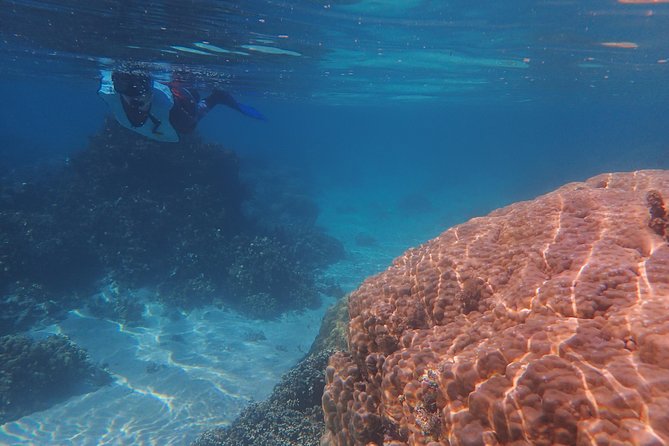 Small group snorkeling (5 people max): wrecks & tropical fishes at 10:30am - Captain Benoit’s Guiding Style