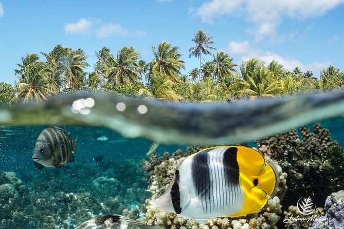 Snorkeling EN Small Group Tour in Tahiti - Key points to know before booking