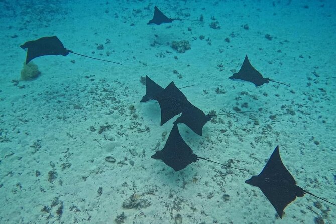 Snorkeling EN Small Group Tour in Tahiti - A small boat route through Tahiti’s best-known snorkeling areas