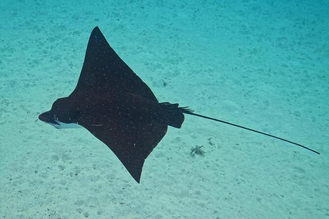 Snorkeling EN Small Group Tour in Tahiti - Faaa and the chance to see eagle rays