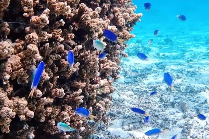 Snorkeling EN Small Group Tour in Tahiti - What the small group changes for you