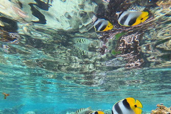 Snorkeling EN Small Group Tour in Tahiti - Weather, wildlife and the limits of the promise