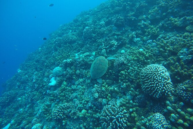 Snorkeling EN Underwater Scooter in Tahiti - What the $168.83 price covers