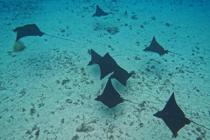 Snorkeling EN Underwater Scooter in Tahiti - Who will enjoy this most