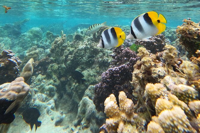 Snorkeling EN Underwater Scooter in Tahiti - Booking, weather, and cancellation advice