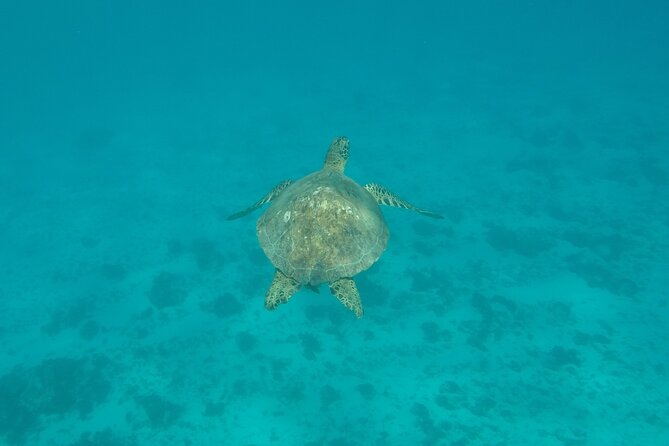 Snorkeling excursion and encounter with marine fauna in Moorea - Rays and black-tip reef sharks up close