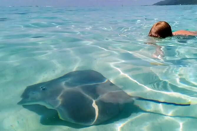 Snorkeling excursion and encounter with marine fauna in Moorea - Turtles, eagle rays and dolphins