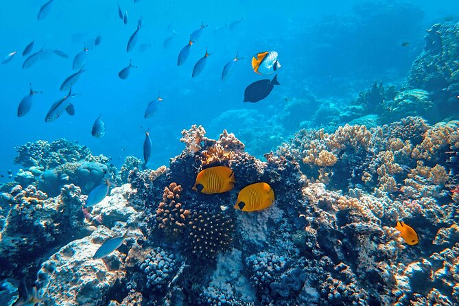 Snorkeling immersion in the wonders of Tahiti - What the two-hour outing includes