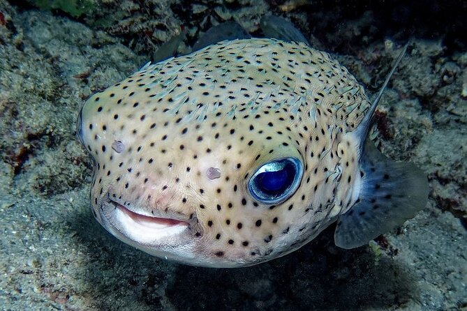 Snorkeling immersion in the wonders of Tahiti - Who will enjoy this most?