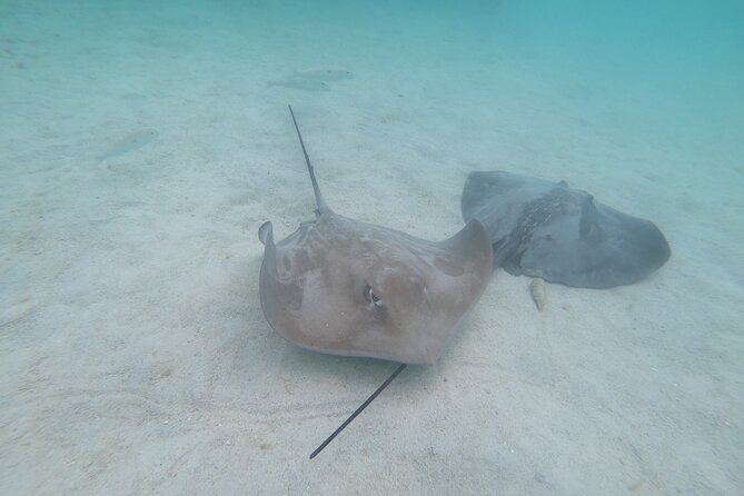 Snorkeling picnic in 4h30 with lunch in Tahiti - Stingrays at the white sandbank