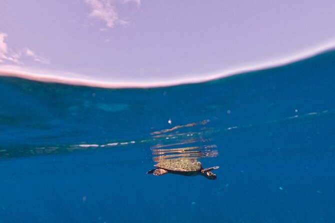 Snorkeling picnic in 4h30 with lunch in Tahiti - Fresh fish, coconut milk and a proper onboard lunch