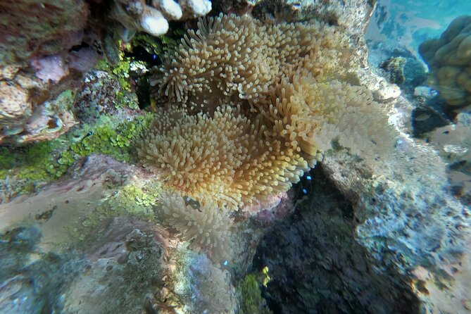 Snorkeling picnic in 4h30 with lunch in Tahiti - Is the boat suitable for less-confident swimmers?