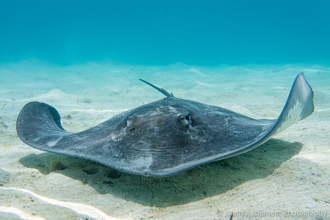 Snorkeling picnic in 4h30 with lunch in Tahiti - The Aquarium: wrecks, fish and underwater oddities