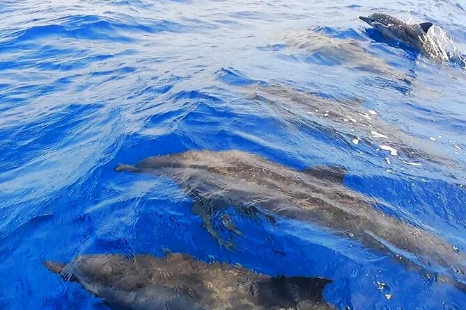 Snorkeling Tour in Moorea Aquatic Adventure Half Day - What the four-hour itinerary is likely to feel like