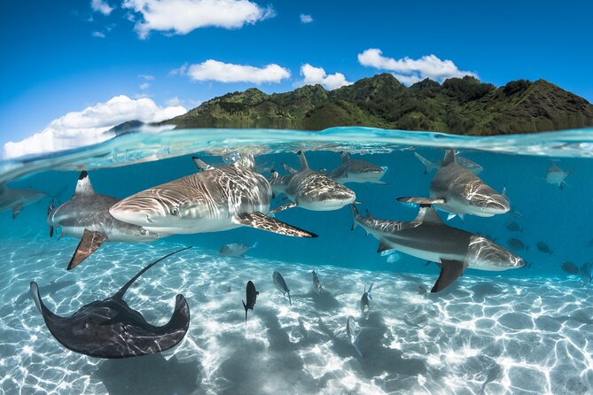 Snorkeling Tour in Moorea Aquatic Adventure Half Day - The marine life you might see