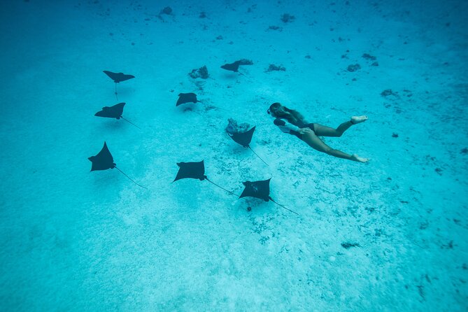 Snorkeling Tour in Moorea Aquatic Adventure Half Day - What the excellent feedback tells you