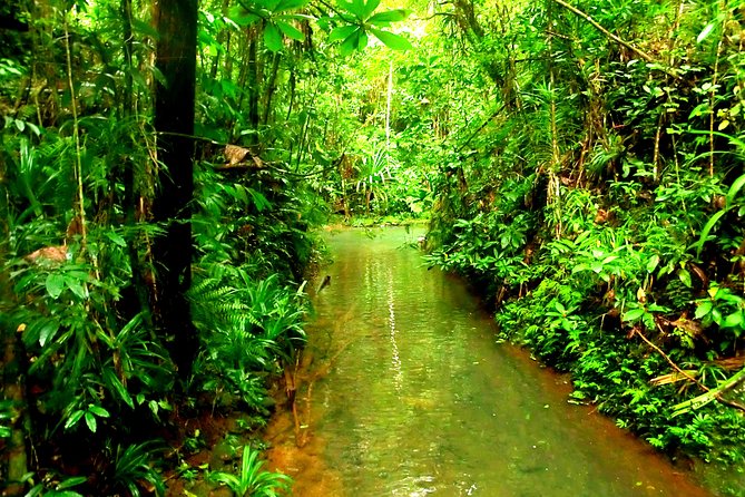 Suva Customized tour- Private - Waterfalls and a possible swim