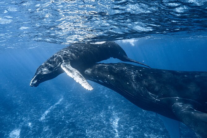 Swim in Moorea with Humpback Whales and More - Why Moorea is a special place for whale encounters