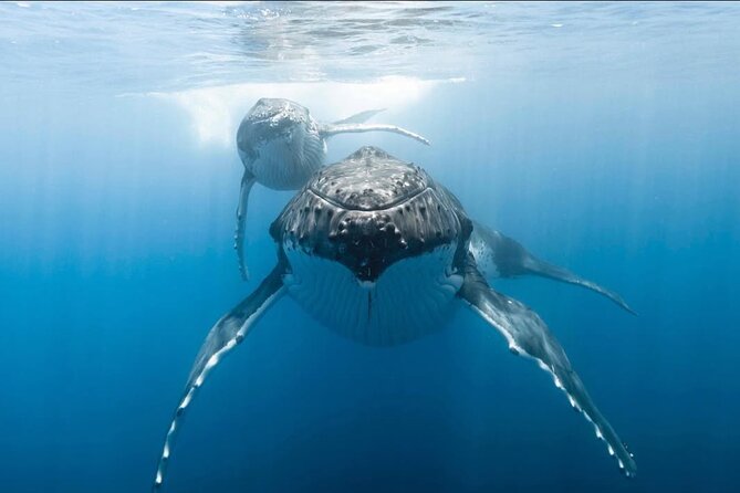 Swim in Moorea with Humpback Whales and More - The kinds of humpback behavior you may see