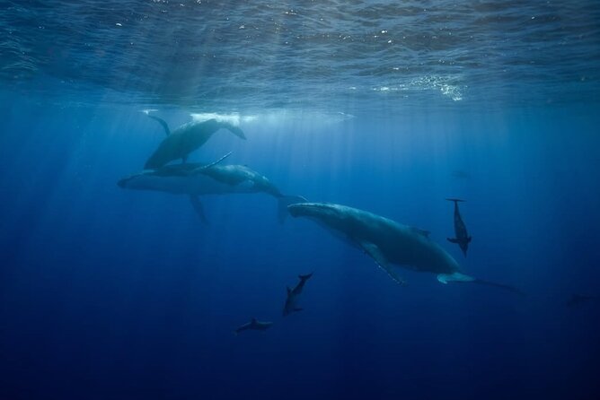 Swim in Moorea with Humpback Whales and More - Dolphins, whales, and pelagic sharks