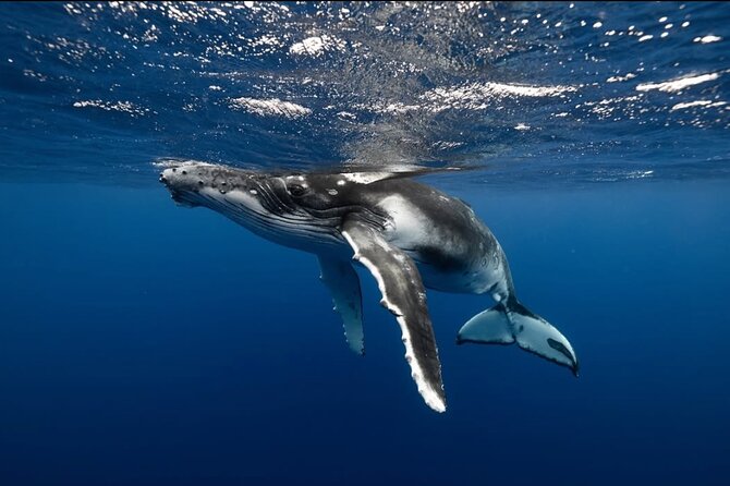 Swim in Moorea with Humpback Whales and More - What to bring and how to prepare