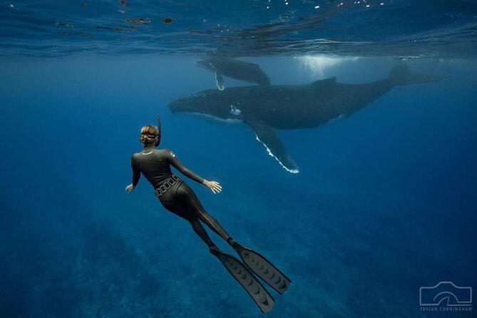 Swim in Moorea with Humpback Whales and More - Weather, fitness, and the realities of open water