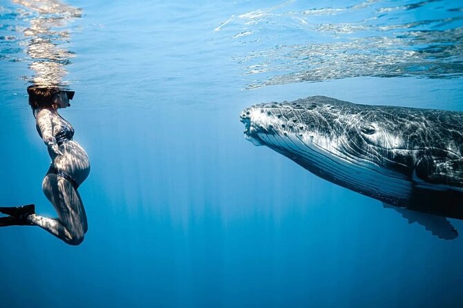 Swim in Moorea with Humpback Whales and More - A four-hour search from Moorea Moana Tours