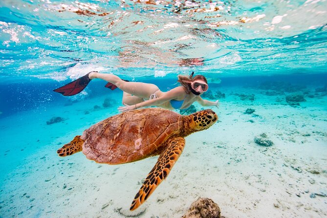 Swim With The Turtles Rarotonga - Group size, pace, and the social side
