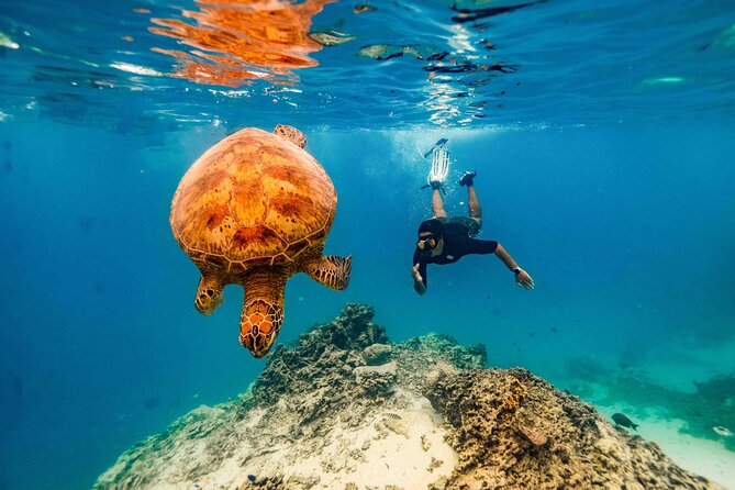 Swim With The Turtles Rarotonga - What the $49.16 price really covers