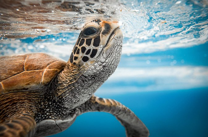 Swim With The Turtles Rarotonga - Who should book this Rarotonga snorkel