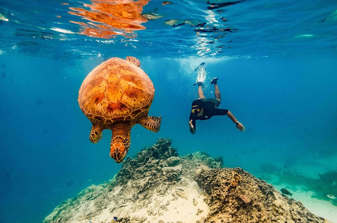Swim With The Turtles Rarotonga - Small details that improve the day