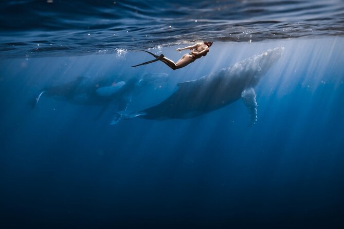 Swimming with Whales in Moorea (Half Day tour) - Searching Moorea’s waters for humpback whales