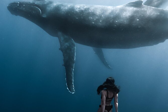 Swimming with Whales in Moorea (Half Day tour) - Life jackets, wetsuits, and what to bring